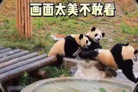 画面太美不敢看！大熊猫宝宝为争小水池打闹起来图片