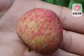 “荔枝刺客”！挂绿荔枝单颗高达近百元，曾拍出55万一颗“天价”图片