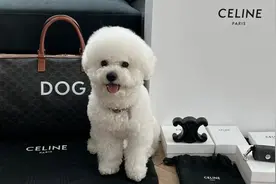 进军千亿宠物市场，奢侈品品牌还缺啥？图片