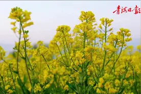 青海门源：百里花海织锦绣图片