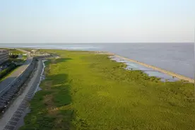 上海临港滨海海洋生态保护修复项目开工，修复受损海岸带生态图片