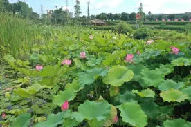 夏日湿地竞芳菲图片