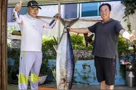 罕见！大连海域，81斤重“大家伙”被钓了上来图片