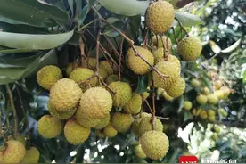 曾经天价的合江荔枝PK如今的“荔枝刺客”：所谓千元一斤不过是噱头图片