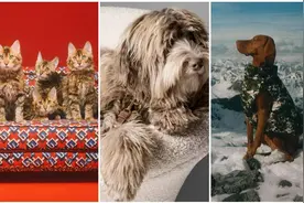 从Gucci猫窝到Celine狗粮碗，奢侈品牌闯入宠物世界？图片