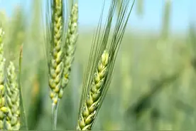 多国丰收，小麦价格连续下跌图片