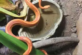 炎炎夏日，蛇也要泡冷水澡？记者带你了解冷血动物的秘密图片