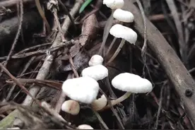 雨水多了蘑菇也多了专家提醒：野蘑菇不要随意采食图片