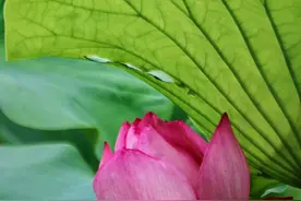 何必去西湖！青岛8处清凉赏荷胜地，一眼惊艳图片