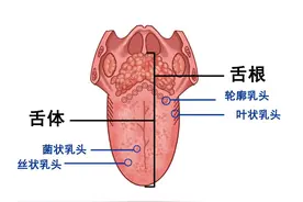 带您认识那些经常被误解成“肿瘤”的口腔正常组织结构图片