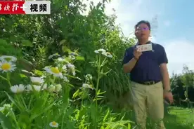 你知道这种以四明山命名的小蜜蜂吗？它们的减少影响宁波生态系统图片