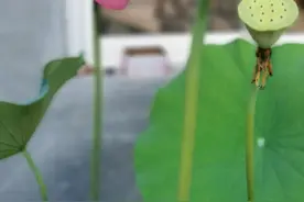 院子里养了⼀瓮荷花，清晨花开香气满园图片