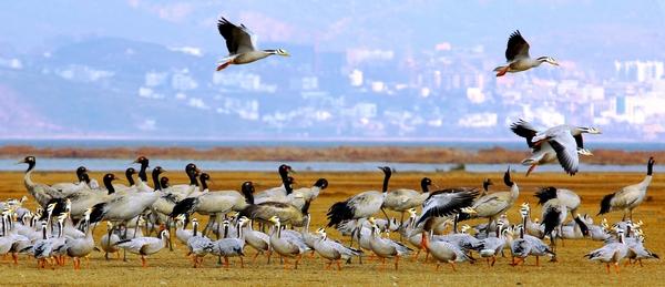 贵州毕节：牢记嘱托 一步一个脚印推动高质量绿色发展