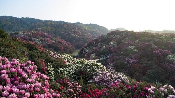 贵州毕节：牢记嘱托 一步一个脚印推动高质量绿色发展