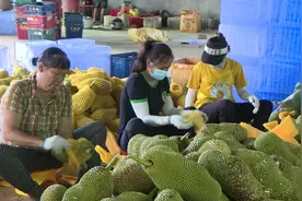 椰视频 | 万宁榴莲蜜上市受热捧 产业前景广阔助力乡村振兴图片