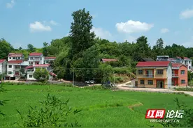 植物也会秀恩爱？石拱桥上的百年“夫妻”树图片