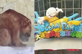 大连一北极熊毛色异常不停喘气，馆方：处于换毛期，喘气或因刚运动完图片