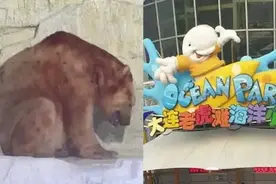 大连一北极熊毛色异常不停喘气，馆方：处于换毛期，喘气或因刚运动完图片