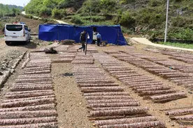 一条野生蚯蚓的利益链图片