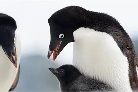 6000多万年前，企鹅的祖先竟然会飞图片