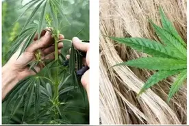 T&A（天嘉爱）品牌推出新品，“汉麻”系列很受欢迎图片