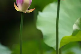 满屏都是夏天的味道！厦门荷花迎来盛花期，这些赏荷好去处走起→图片