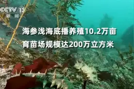 酸甜、辛辣、鲜 舌尖上的瓦房店图片