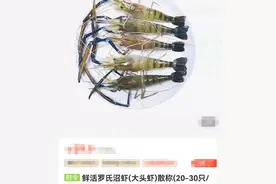 虾，便宜了！有的每斤降了70元图片