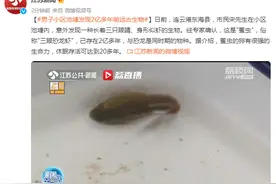 男子小区池塘发现2亿多年前远古生物，俗称"三眼恐龙虾"图片