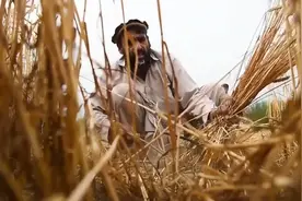 欧美多地发生极端高温影响收成 全球粮食危机持续增长图片