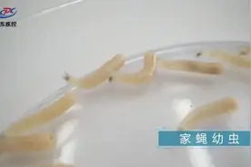 微视频｜哪里来的大头苍蝇，还盯上了你的食物？图片