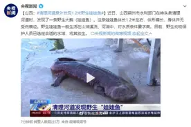 山西：清理河道意外发现1.2米野生娃娃鱼图片