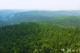 当阳市庙前镇：10万亩湿地松长成“绿色银行”图片