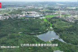 “立志”卖荔枝：海归女硕士与她的荔枝出海梦图片