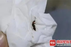 别拍打这种虫！南宁一女子因此皮肤大面积溃烂图片