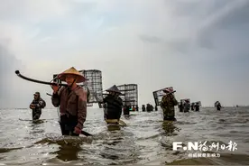 连江万亩花蛤丰收图片