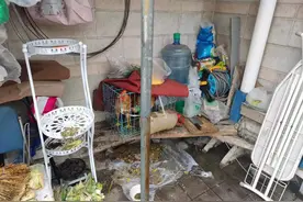 天没亮就打鸣了，楼顶养鸡太吵，综合执法出手还百姓安宁图片