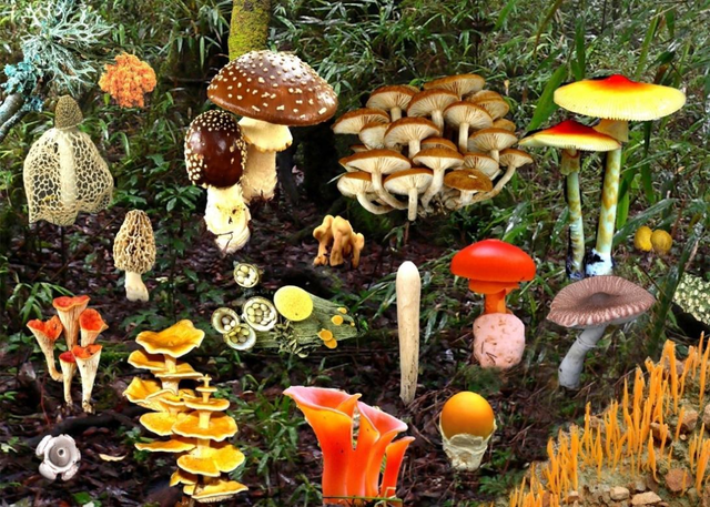 闈㈠鑷村懡璇辨儜锛屾€庢牱鎴愪负鈥滆弴鍕囪€呪€? onerror=