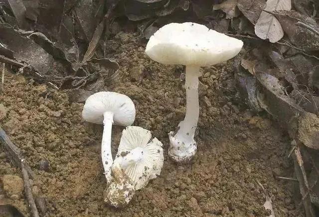 面对致命诱惑，怎样成为“菇勇者”