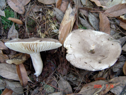 面对致命诱惑，怎样成为“菇勇者”