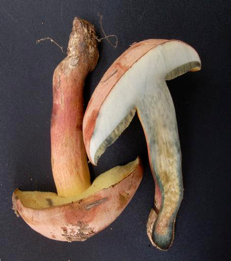 面对致命诱惑，怎样成为“菇勇者”