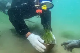 给大海做“植发手术，山东女博士自研海草培育移植视频封面