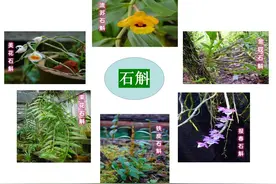 这味让你醍“斛”灌顶的中药，了解一下图片