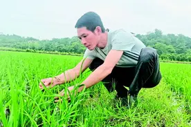 “二两种谷”“长”出三个男人的“紫金香稻梦”图片