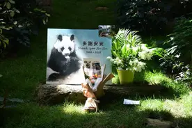 多谢安安！大熊猫安安在港离世，终年35岁等同人类105岁图片