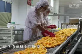湖北秭归：黄桃出口加工忙图片