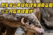 神奇生物在哪里丨“披甲戴盔”的森林卫士，野生中华穿山甲疑似现身湖南益阳图片