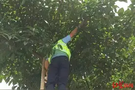 绵阳街头两只白头翁幼鸟坠地 警民接力找到鸟窝，民警搭10米长梯送鸟回巢图片