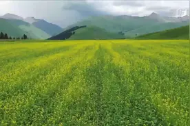 新疆巩乃斯：漫山花朵竞相绽放图片