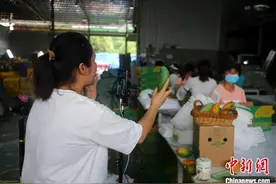 中国芒果之乡芒果轮番上市 电商生产线边直播边出货图片
